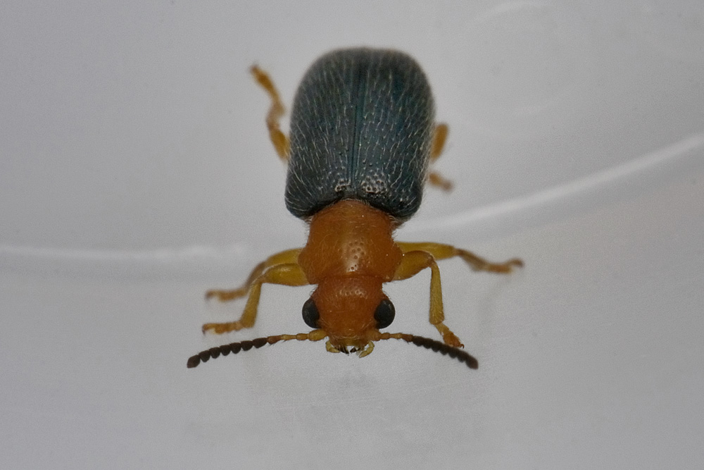 Zeugophora cf. subspinosa - Chrysomelidae